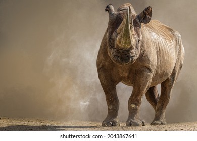 portrait of a large african rhino standing in front of a brown b - Shutterstock ID 2043867641
