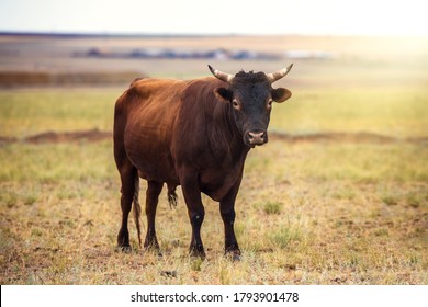 Portrait of a large beautiful bull, brown in color, standing in a field. Cattle. A huge bull is grazing in a pasture. Dangerous animal. The big brown bull stands and looks ahead - Shutterstock ID 1793901478