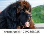 A portrait of a large black purebred Newfoundland dog.  The big dog