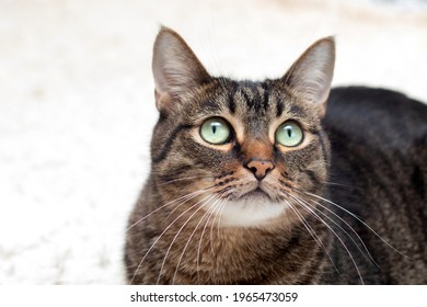 Portrait Of Large Cat. A Tabby Cat With A Surprised Look Is Resting On A Diva. Cat With Tassels On The Ears