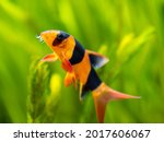 portrait of a large clown loach isolated in fish tank (Chromobotia macracanthus) with blurred background - selective focus