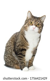 Portrait of a large grey cat on a white background