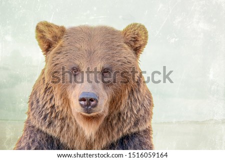 Portrait of a large Kodiak brown bear 