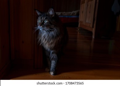 Portrait Large Maine Coon Cat On Dark Background In Dark Room. Big Cat Silhouette With Green Eyes Appeared Out Of The Darkness.