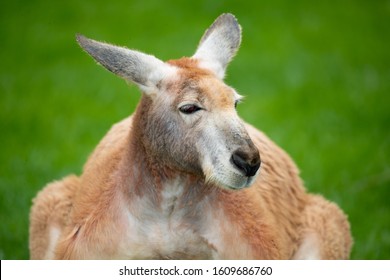 Portrait Of A Large Male Red Kangaroo