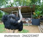 Portrait of a large, shaggy ostrich approaching you. Don