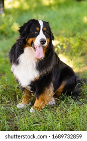 Portrait of a large well-kept dog Berner Sennenhund sitting on the side of a lawn in green spring grass, in a park