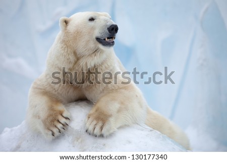  portrait of large white bear on ice