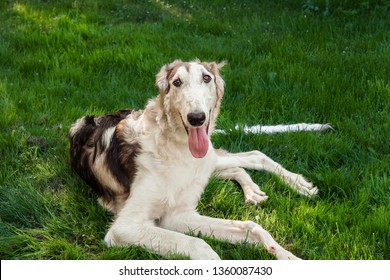 Portrait of a large white dog breed Russian Greyhound, lying on a green lawn. Close-up - Shutterstock ID 1360087430