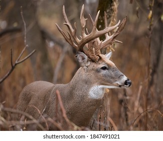 Portrait of a large white tailed buck with an irregular set of antlers.