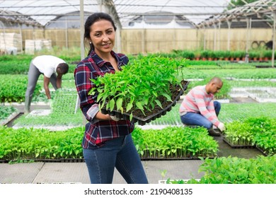 Portrait Of Latina Woman Worker Holding Crate With Seedlings Standing In Plant Nursery