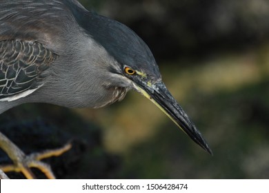 Portrait Of A Lava Heron. Galápagos National Park