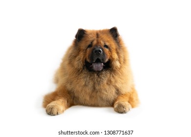 portrait of lazy chow chow dog sitting on the floor with tongue sticking out isolated on white background - Shutterstock ID 1308771637