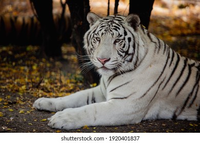 42,967 Bengal tiger white Images, Stock Photos & Vectors | Shutterstock