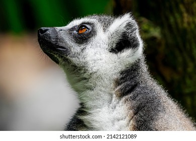 The Portrait Of Lemur (lemuriformes)