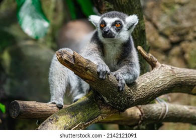 The Portrait Of Lemur (lemuriformes)