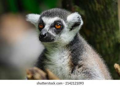 The Portrait Of Lemur (lemuriformes)