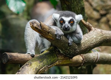 The Portrait Of Lemur (lemuriformes)