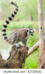 The Portrait Of Lemur (Lemuriformes) On The Tree