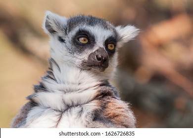 Portrait Of Lemuriformes - Lemur In Park With Nice Background