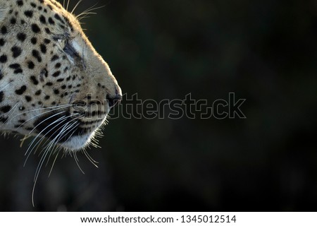 A portrait of a leopard