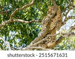 Portrait of leopard on a tree in Masai Mara national park reserve. Wildlife safari in Kenya, Africa