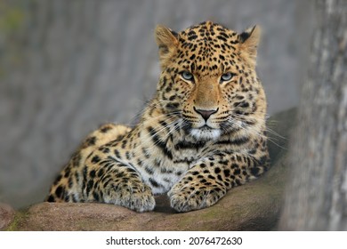 Portrait of Leopard Panthera pardus japonensis