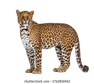 Portrait of leopard, Panthera pardus, standing against white background, studio shot, remasterized