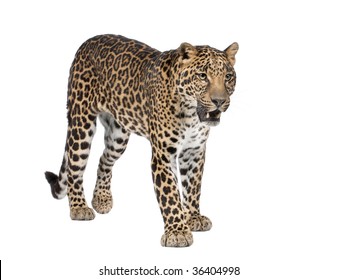 2,458 Leopard side view Images, Stock Photos & Vectors | Shutterstock