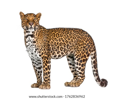 Portrait of leopard, Panthera pardus, standing against white background, studio shot, remasterized