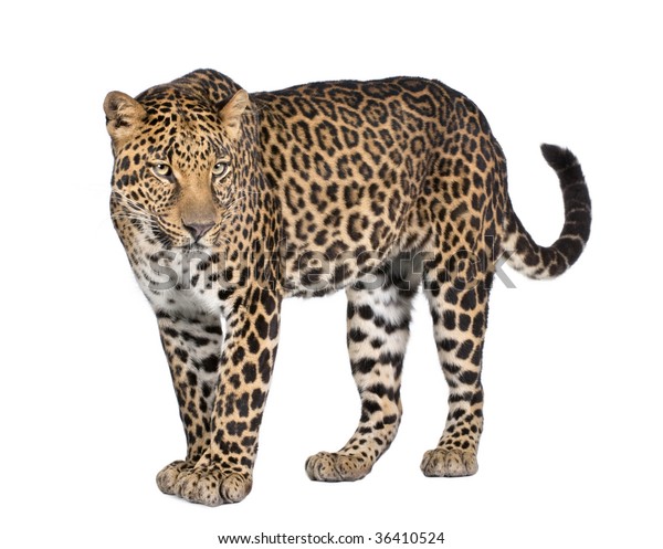 Portrait Leopard Panthera Pardus Standing Front Stock Photo 36410524 ...