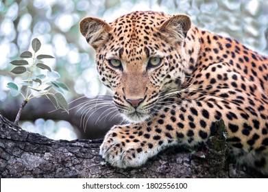 Portrait Of A Leopard Seen On Safari In South Africa