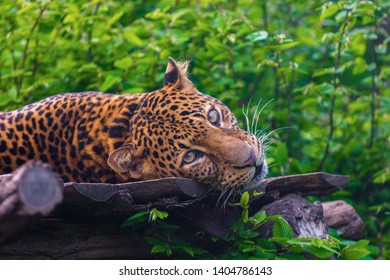 Portrait Of A Leopard,Panthera Pardus Melas