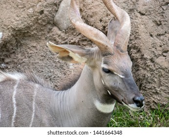 Portrait Of A Lesser Kudu