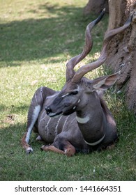 Portrait Of A Lesser Kudu