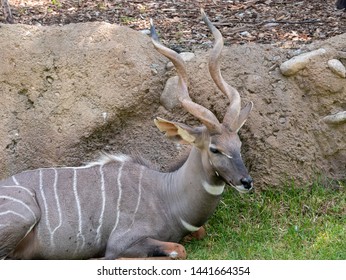 Portrait Of A Lesser Kudu