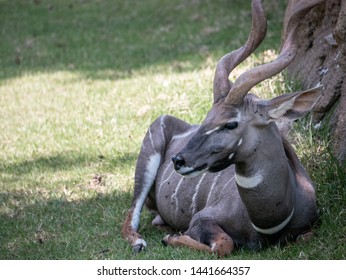 Portrait Of A Lesser Kudu