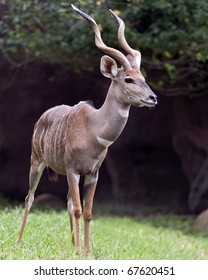 Portrait Of A Lesser Kudu