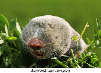 Portrait Of A Lesser Mole Rat ( Spalax Leucodon )