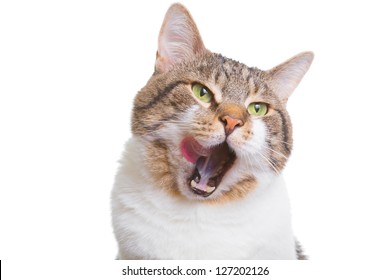 Portrait Of Licking Cat With Green Eyes On Isolated White Background