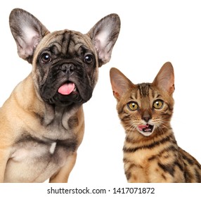 Portrait of licking cats and dogs, isolated on white background