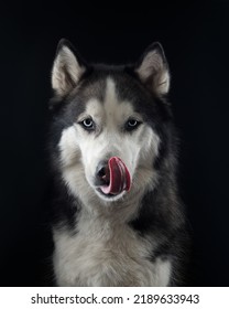 Portrait of a licking husky on black background, studio shot. High quality photo