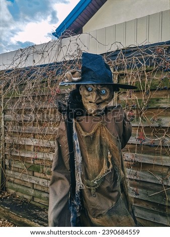 A portrait of a life-size scary old witch doll with piercing bright blue eyes, crooked nose and chin, wrinkled face skin in black hat and brown cloak against wooden fence with autumn wild grapes.