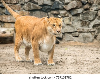 Portrait Liger Lion Tiger Cub Result Stock Photo (Edit Now) 759131782