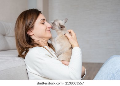 Portrait Of Lilac Burmese Cat, Biting Woman's Nose. Love And Friendship Between Cat And Human.