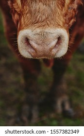 Portrait Of Limousine Cow, Muzzle Closeup