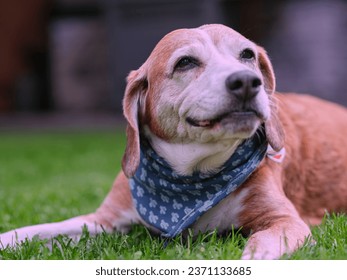 Portrait of Linus the adorable beagle