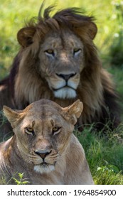 Portrait of a lion couple