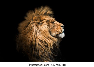 Portrait lion on the black. Detail face lion. Hight quality portrait lion. Portrait from animal - Shutterstock ID 1377682418