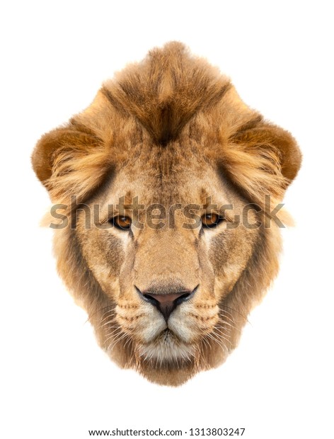 ライオンの水彩イラスト リアルなポートレート 白い背景にライオンの頭 テンプレート 接写 クリップアート 手描き 絵 のイラスト素材 Shutterstock